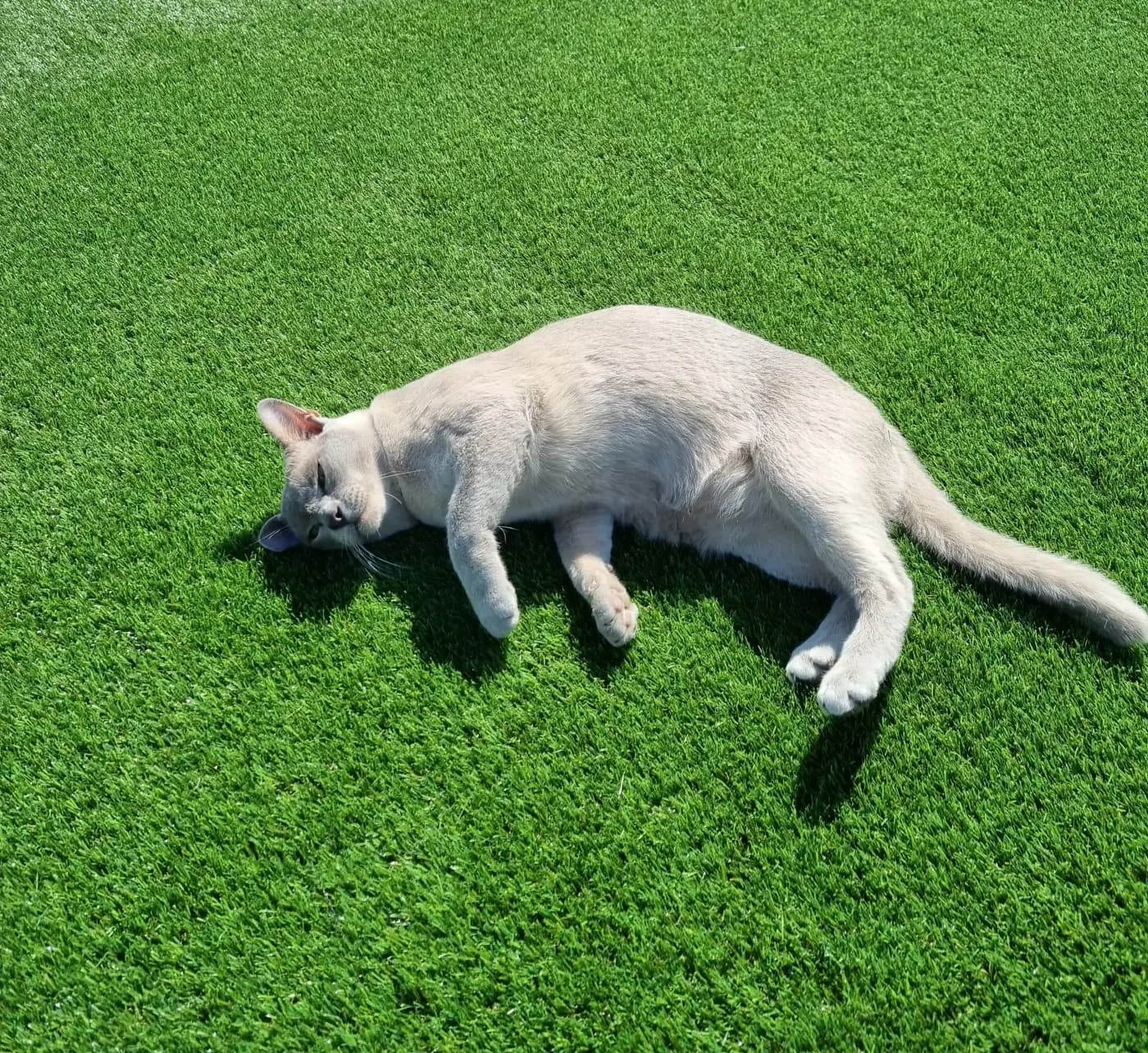 Pet-friendly artificial grass garden